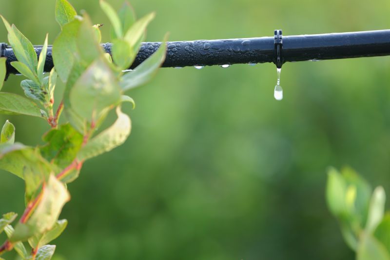 Drip System Installation in Honolulu, HI